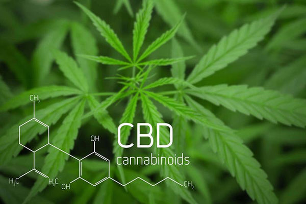 All About Cannabidiol (CBD) Products – CleverBotanics